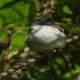 Photo of Loggerhead Kingbird