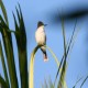 Photo of Loggerhead Kingbird