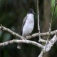Photo of Loggerhead Kingbird