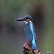 Photo of Common Kingfisher