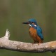 Photo of Common Kingfisher