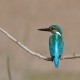Photo of Common Kingfisher