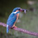 Photo of Common Kingfisher
