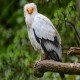 Photo of Egyptian Vulture