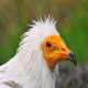 Photo of Egyptian Vulture