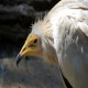 Photo of Egyptian Vulture