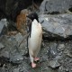 Photo of Adelie Penguin