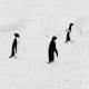 Photo of Adelie Penguin