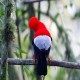 Photo of Andean Cock-of-the-rock