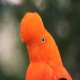 Photo of Andean Cock-of-the-rock
