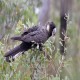 Photo of White-tailed Black Cockatoo