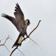 Photo of White-tailed Black Cockatoo