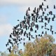 Photo of White-tailed Black Cockatoo