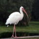Photo of White Ibis