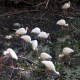 Photo of White Ibis