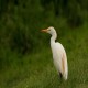 Photo of Cattle Egret