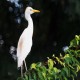 Photo of Cattle Egret