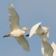 Photo of Cattle Egret