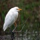 Photo of Cattle Egret