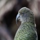Photo of Kea