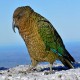 Photo of Kea