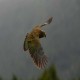 Photo of Kea