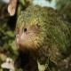 Photo of Kakapo