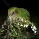 Photo of Kakapo