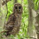 Photo of Barred Owl