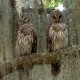 Photo of Barred Owl