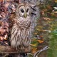 Photo of Barred Owl