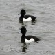 Photo of Tufted Duck