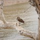 Photo of Hamerkop