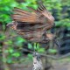 Photo of Hamerkop
