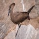 Photo of Hamerkop