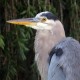 Photo of Great Blue Heron