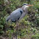 Photo of Great Blue Heron