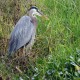 Photo of Great Blue Heron