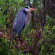 Photo of Great Blue Heron