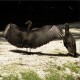 Photo of American Black Vulture