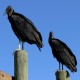 Photo of American Black Vulture