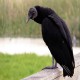 Photo of American Black Vulture