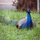 Photo of Indian Peafowl