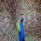 Photo of Indian Peafowl
