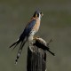 Photo of American Kestrel