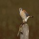 Photo of American Kestrel