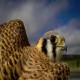 Photo of American Kestrel
