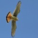 Photo of American Kestrel