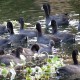 Photo of American Coot