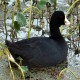 Photo of American Coot